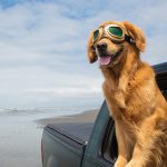 A,Happy,Golden,Retriever,Dog,Wearing,Aviator,Goggles,With,His