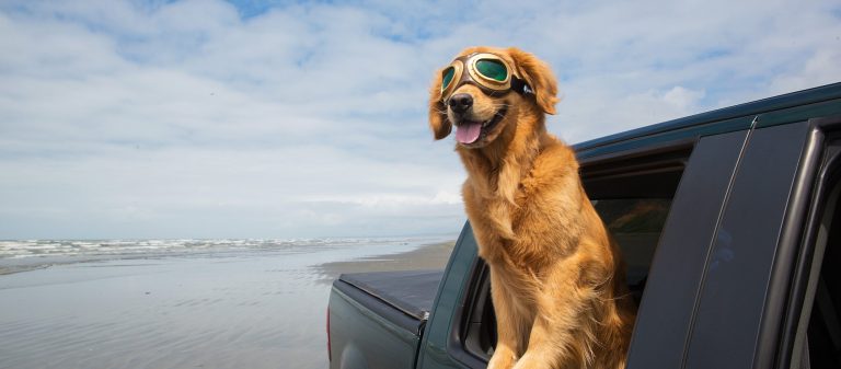 A,Happy,Golden,Retriever,Dog,Wearing,Aviator,Goggles,With,His