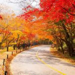 Naejangsan,Road,Korea