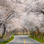 Road,With,Cherry,Blossoms,In,Full,Bloom,On,A,Spring